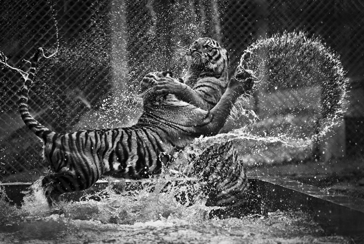 “Today we for you a collection of 15 amazing photos taken at the right moment.”