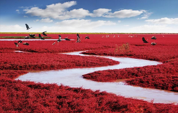 Red Beach Liaohe River in China