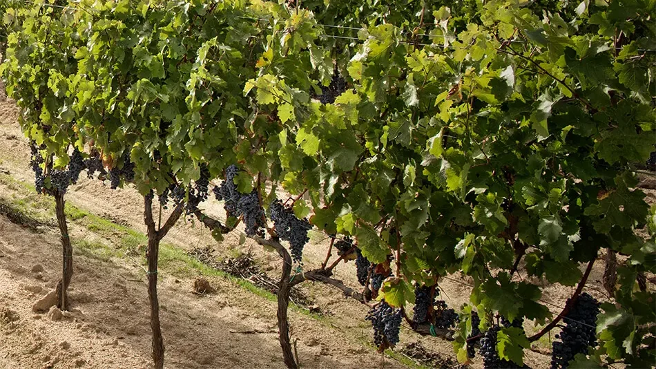 wine production in sardinia