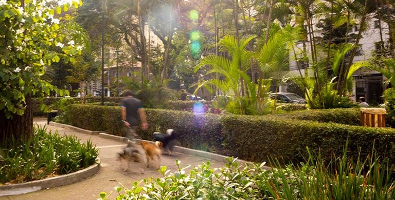 Man walking three dogs along a tree-lined park path, with sunlight filtering through the leaves -top places to live in São Paulo