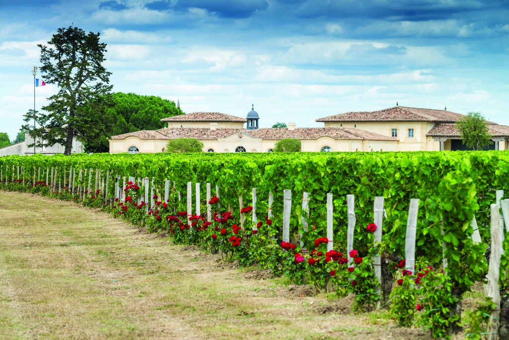 Classic French winery estate with a light-colored building behind neatly planted grapevines lined with red roses, prestigious wine estates