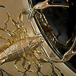 CONVEX METAMORPHOSIS