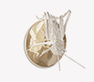 filigree-cricket thumbnail 2