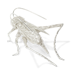 FILIGREE CRICKET