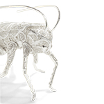 FILIGREE CRICKET