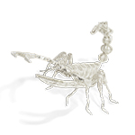 FILIGREE SCORPION