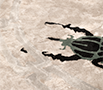 golden-bugs thumbnail 3