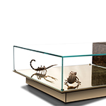 Metamorphosis emperador Center Table